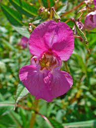 Image result for Impatiens balsamina