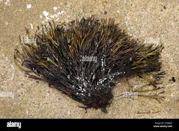 Attēlu rezultāti vaicājumam “Furcellaria lumbricalis”