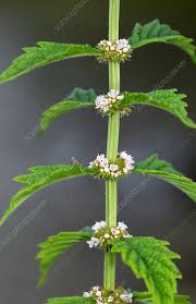 Attēlu rezultāti vaicājumam “Lycopus europaeus flower”
