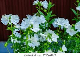 Attēlu rezultāti vaicājumam “Malva moschata alba leaf”