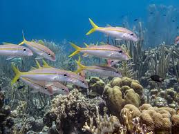 Image result for Ocyurus chrysurus