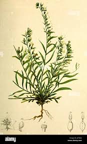 Attēlu rezultāti vaicājumam “Thesium alpinum”