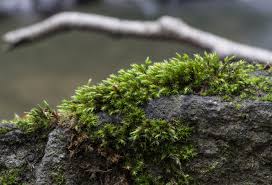 Attēlu rezultāti vaicājumam “Schistidium apocarpum”