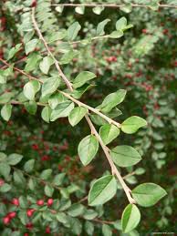 Attēlu rezultāti vaicājumam “Cotoneaster divaricatus”