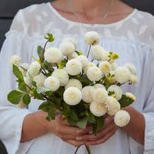 Image result for Dahlia x pinnata `Pompon Lilliput`