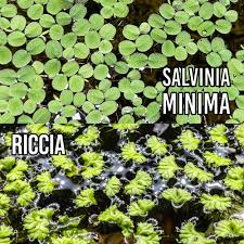 Attēlu rezultāti vaicājumam “Ricciocarpos natans”