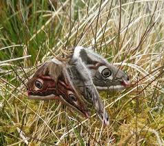 Attēlu rezultāti vaicājumam “Saturnia pavonia cocoon”