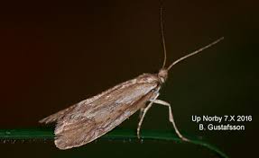 Attēlu rezultāti vaicājumam “Chimabachidae”