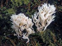 Attēlu rezultāti vaicājumam “Ramariopsis kunzei”