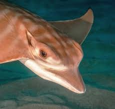 Image result for Glaucostegus cemiculus