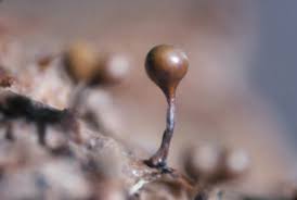 Attēlu rezultāti vaicājumam “Physarum decipiens spores”