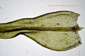Attēlu rezultāti vaicājumam “Didymodon fallax var. brevifolius”