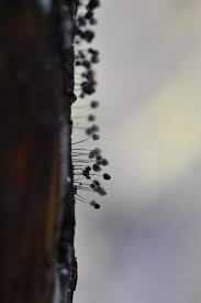 Attēlu rezultāti vaicājumam “Comatricha nigra”