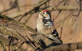 Attēlu rezultāti vaicājumam “Dendrocopos minor”