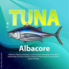 Image result for Thunnus alalunga