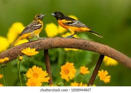 Image result for Icterus galbula