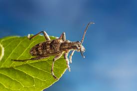 Attēlu rezultāti vaicājumam “Rhagium mordax”