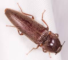 Attēlu rezultāti vaicājumam “Melanotus sp.”