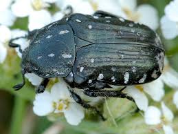 Attēlu rezultāti vaicājumam “Oxythyrea funesta”