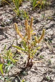 Attēlu rezultāti vaicājumam “Rumex maritimus leaf”