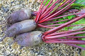 Image result for Beta vulgaris