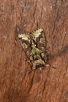 Attēlu rezultāti vaicājumam “Allophyes oxyacanthae”