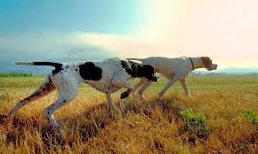 Image result for Pointers