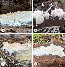 Attēlu rezultāti vaicājumam “Skeletocutis brevispora”