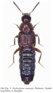 Attēlu rezultāti vaicājumam “Xylita laevigata”