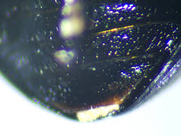 Attēlu rezultāti vaicājumam “Phaedon cochleariae”