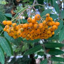 Attēlu rezultāti vaicājumam “Sorbus aucuparia fruit”
