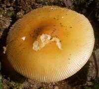Attēlu rezultāti vaicājumam “Amanita crocea”
