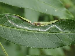 Attēlu rezultāti vaicājumam “Gracillaria syringella imago”