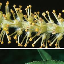Attēlu rezultāti vaicājumam “Salix triandra male flower”