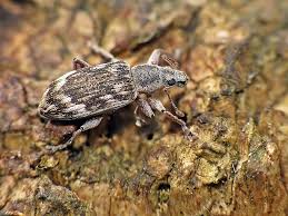 Attēlu rezultāti vaicājumam “Polydrusus tereticollis”