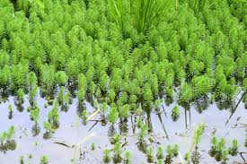 Attēlu rezultāti vaicājumam “Haloragaceae”