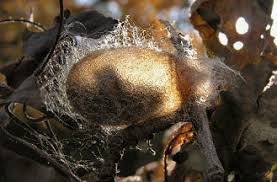Attēlu rezultāti vaicājumam “Saturnia pavonia eggs”