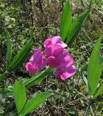 Attēlu rezultāti vaicājumam “Lathyrus latifolius”