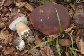 Attēlu rezultāti vaicājumam “Boletus pinophilus”