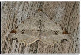 Attēlu rezultāti vaicājumam “Macaria alternata”