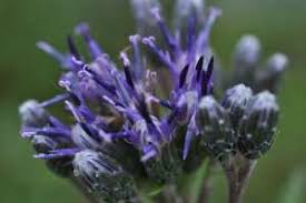 Attēlu rezultāti vaicājumam “Saussurea esthonica flower”