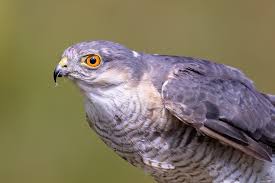 Attēlu rezultāti vaicājumam “Accipiter nisus male”