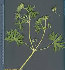 Attēlu rezultāti vaicājumam “Geranium dissectum”