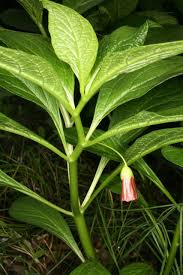 Attēlu rezultāti vaicājumam “Scopolia carniolica”