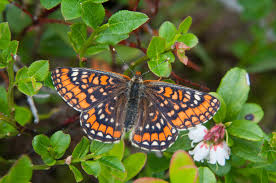 Attēlu rezultāti vaicājumam “Euphydryas maturna upperside”