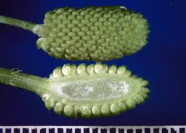 Attēlu rezultāti vaicājumam “Ranunculus sceleratus fruit”