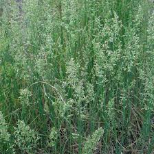 Attēlu rezultāti vaicājumam “Poa compressa”