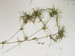 Attēlu rezultāti vaicājumam “Najas major leaf”