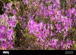 Attēlu rezultāti vaicājumam “Rhododendron canadense”