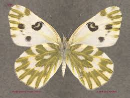 Attēlu rezultāti vaicājumam “Pontia edusa upperside”